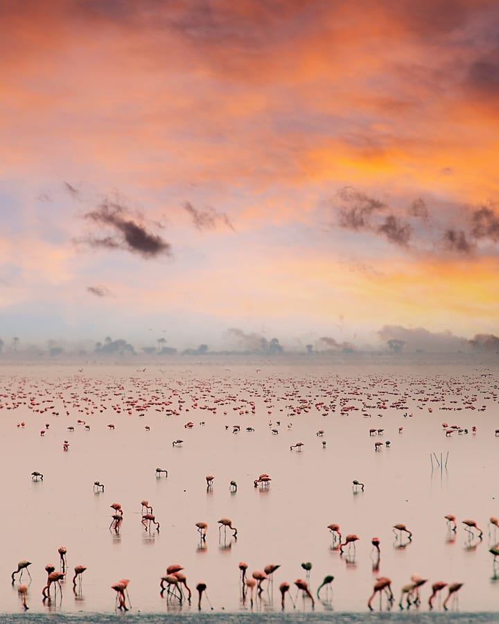 Flamingo flocks on a soda lake at dusk
