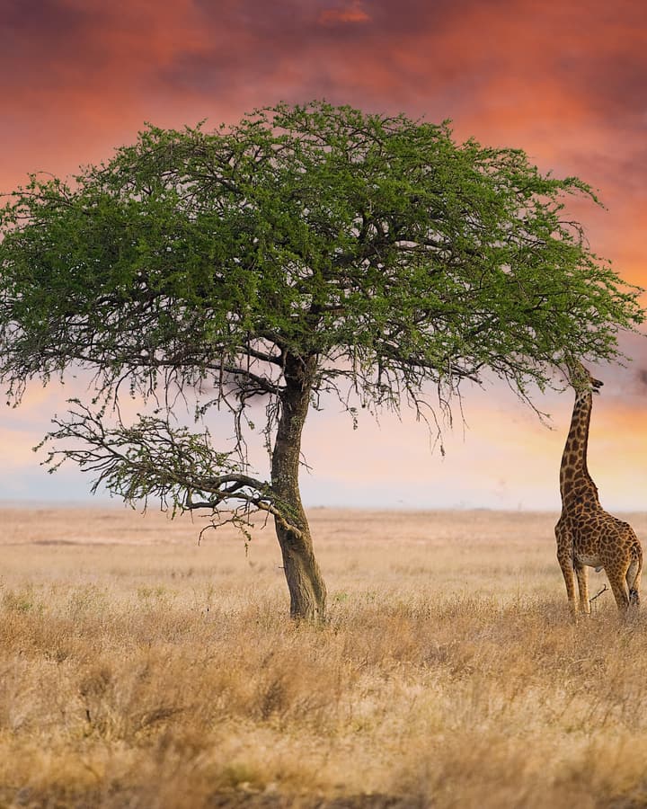 Giraffe beside an acacia at sunset