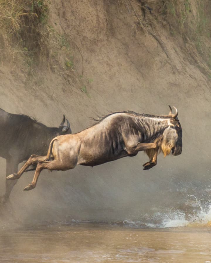 Wildebeest crossing the Mara River