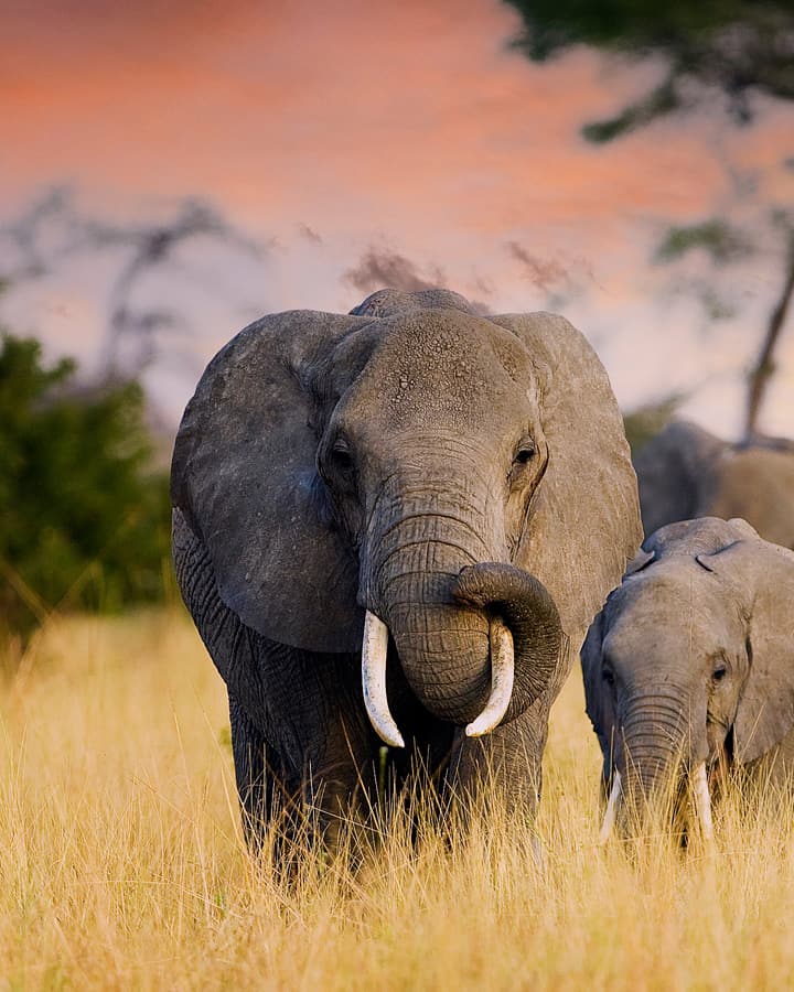 Elephant herd on the Tanzanian plains